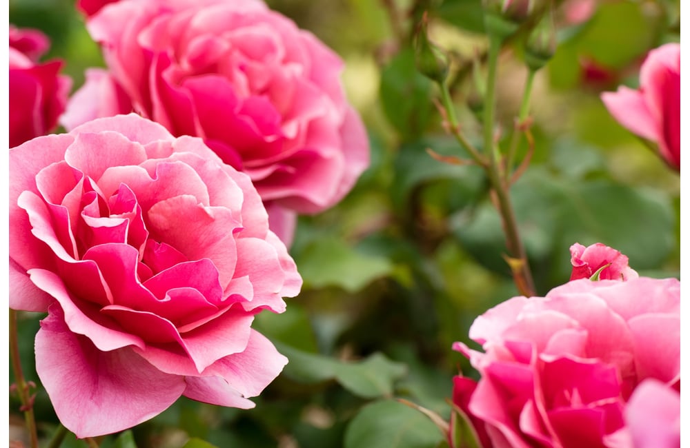 Warrawee Lodge (Waikerie), Waikerie Retirement Village, Retirement Home, SA